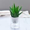 Las Plantas Verdes de Interior en Maceta de Aloe Vera Son Fáciles de Cuidar y Absorben Ciertos Aldehídos. Embellecimiento de Oficina Las Plantas Suculentas de Aire Son Fáciles de Cultivar