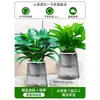 Plantas en Maceta Diamante Dorado, Plantas Hidropónicas en la Oficina, Flores de Escritorio Fáciles de Cultivar, Plantas Suculentas, Sala de Estar, Casa Nueva, Plantas Verdes que Absorben Formaldehído