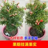 Plántula de Granado Maceta Granado Ornamental Bonsái de Granado Rosa Granado Floreciendo Frutal Patio Exterior Balcón Flores