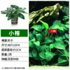 Acuario planta de hierba acuática hierba real oxigenación hierba ciempiés hidropónico perezoso banyan agua hundido madera paisajismo nivel de entrada musgo hierba acuática