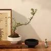Nuevo macetero de cerámica tipo bola de musgo retro estilo chino, recipiente hidropónico de escritorio simple y de alta gama para plantas de narcisos y helechos