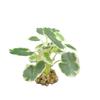 Simulación flor falsa pasto falso planta verde decoración paisajística pecera adornos acuario suministro fabricantes comercio electrónico transfronterizo