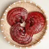Rebanadas de Ganoderma de la Montaña Changbai al por mayor, Suministro a granel de Té Sustituto suelto, Rebanadas de Ganoderma Rojo, Polvo de Esporas de Ganoderma, Medicina Tradicional China