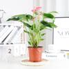 Plantas hidropónicas en macetas de palma blanca para interiores, escritorios de buena suerte y navegación fluida, plantas verdes acuáticas para sala de estar, flores de anturio