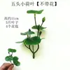 3 Piezas de Hierba del Dinero con Hojas de Moneda de Cobre, Plantas Verdes Pequeñas en Maceta para Decoración de Escritorio