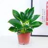 Planta Princesa Verde em Vaso com Diamante Dourado para Mesa de Escritório, Planta de Folhagem Verde que Purifica o Ar e Absorve Formaldeído, Planta de Folhas Grandes