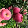 Maçãs Coração de Açúcar de Pedra Zhaotong Yunnan Dropshipping 3/5/9 Jin Pele Vermelha Maçã Feia Caixa de Presente Fruta Fresca da Estação