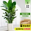 Ave-do-Paraíso Planta Verde em Vaso Planta Grande de Interior para Sala de Estar de Chão Árvore Real Planta de Escritório Dalu Flor Strelitzia Reginae