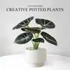Alocasia, una planta verde pequeña para escritorios de oficina, planta de interior en maceta, popular en jardines de infancia, planta fácil de cuidar para estaciones de trabajo