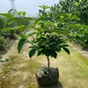 Muda de Árvore de Hortênsia Chinesa Douqiongqiong Hua Vila de Jardim Resistente ao Frio Resistente ao Calor Quatro Estações Tipo Maqiu Mudas de Plantas para Verdejamento
