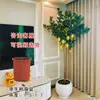 Planta de Limonero en Maceta con Fruta Comestible Planta Verde Alta para Sala de Estar Planta Grande Interior Balcón Perenne Todo el Año