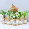 Plantas Hidropónicas Favoritas de los Agricultores Bonsái de Escritorio Plantas Verdes Planta Roja de la Suerte Plantas Pequeñas en Maceta Escritorio de Oficina Plantas Verdes Pequeñas Fáciles de Cuidar
