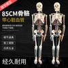 Esqueleto médico estándar 85CM esqueleto humano con modelo de corazón, vasos sanguíneos y cerebro modelo de hueso con cuchillo de aguja pequeña