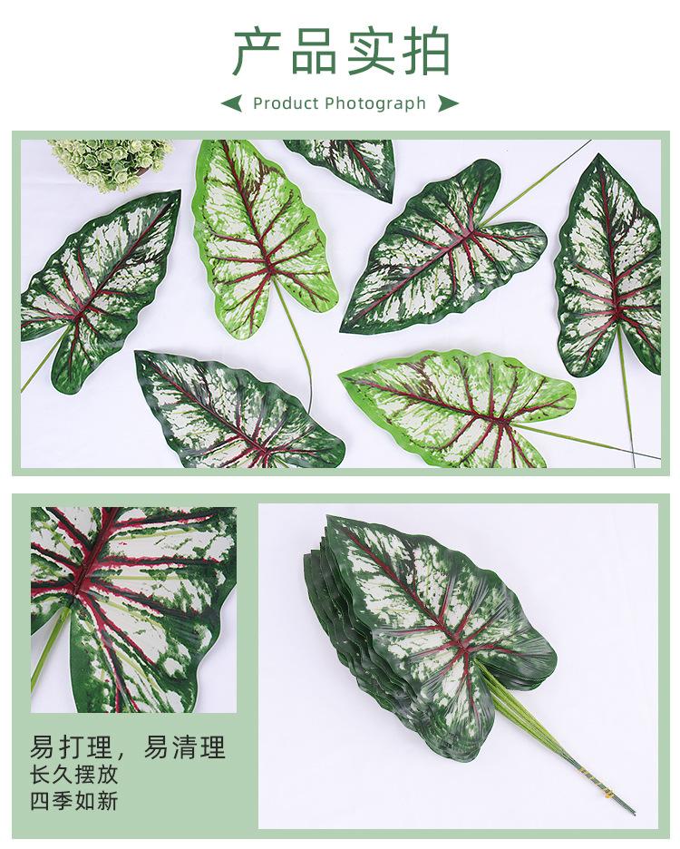 耀源海芋叶详情页_03.jpg