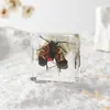 A Fábrica de Artesanato Zhongkun vende espécimes de insetos genuínos como itens decorativos, embutidos em resina de alta transparência, como brinquedos científicos educativos para crianças.