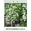 Plántulas de Hortensia de Madera China Cubo de Plantación para Exteriores Bola de Arpillera Semillas de Flores Patio Casa Montón Viejo de Madera Plantas en Maceta