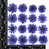 Teñido de crisantemo Dahybin, flores secas, flores prensadas, materiales de resina para manualidades, marcos de fotos con flores prensadas, lámparas de mesa, especímenes de plantas, marcapáginas