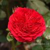 Mudas de Rosas, Roseiras de Flores Médias e Grandes, Rosas Trepadeiras, Mudas de Rosas de Floração Quatro Estações, Rosas de Solo Original