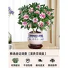 Um pedaço de planta em vaso Daphne odora com bordas douradas, com fragrância forte e botões, flores de interior, pilha velha, adequada para manutenção de outono e inverno