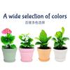 Comercio Electrónico Transfronterizo Más Vendido Maceta Internacional de Color Macarrón para Decoración de Escritorio, Maceta de Plástico Versátil con Plato y Agujero de Drenaje