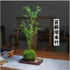 Bambu de arroz hidropônico, plantas hidropônicas de interior, bambu da sorte cultivado em água, bambu da sorte, nandina, plantas verdes de alta qualidade para a sala de estar, fáceis de cuidar