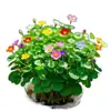 Planta de Centella Asiática en Flor para Atraer Riqueza, Planta Hidropónica para Escritorio de Oficina, Flor de Planta del Dinero para Cultivo en Agua Interior