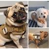 Ventas Directas de Fábrica en Stock Arnés de Malla Ajustable para Gato/Perro Chaleco para Mascotas Chaleco Grande para Paseo de Gatos y Perros