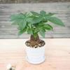 Árvore da Fortuna Planta em Vaso Interna Escritório Fácil de Cultivar Planta Verde Hidropônica Sala de Estar Pequeno Bonsai Perene Árvore Pequena o Ano Todo