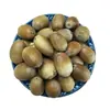 Bellotas, Nueces de Bellota, Frutos de Bellota, Robles, Bellotas, Bellotas al por Mayor Dropshipping