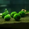 Aquário plantas aquáticas garrafa ecológica viva paisagem de aquário decoração nível de entrada algas verdes atacado 4-5cm