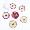 Gradiente Dos Tonos Rosa Al Por Mayor Flor Real Relieve Muestra Cara Relieve Lámpara de Mesa Pegatina de Vela Flor Seca Hecho a Mano Bricolaje