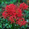 Bulbo de Lírio-aranha-vermelho Lycoris Manjushage Semente Flor Vermelha Mudança Brocado Bulbo de Lycoris Vaso Varanda Pátio Broto Lycoris