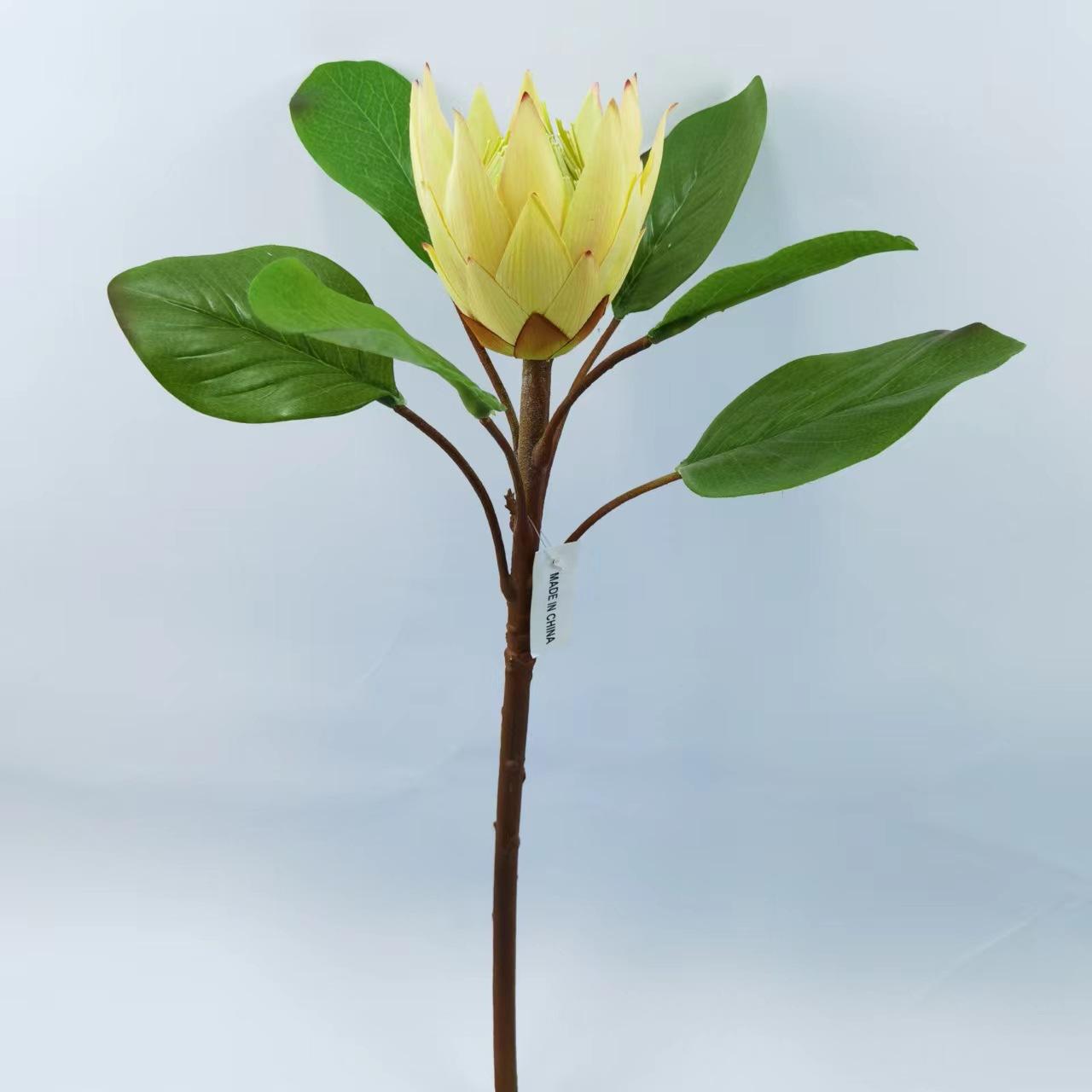 小帝王花