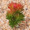 Planta Suculenta Mini Atacado Cabeça de Flor Artificial Pequenos Acessórios para Arranjo de Flores Suculenta Falsa Flor de Plástico Planta Decorativa Planta em Vaso