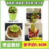 Las plantas carnívoras en maceta son plantas verdes perennes que atrapan y comen insectos, repelen mosquitos y son fáciles de mantener en balcones y en interiores.. Son flores resistentes al calor