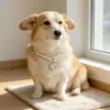Coleira Original de Pérola Lingxi com Pingente de Coração de Alto Valor, Acessório de Coleira Fofo para Gatos e Cães Pequenos