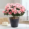 Rododendro Planta de Flor en Maceta Flor de Interior con Capullos, Montón Viejo Grande, Flores Floreciendo en Todas las Estaciones, Plantas Verdes Fáciles de Cultivar y Vivir