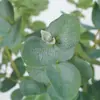 Hojas grandes de eucalipto artificiales, plantas verdes falsas, césped artificial, decoración del hogar, accesorios para bodas al por mayor