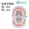 Ornamento de Modelo Grande de Dente Iluminação para Escovar os Dentes Auxílios de Ensino para Jardim de Infância Quarto das Crianças Dentaduras