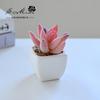 Suculenta Pequeño Bonsái Cerámica Muebles para el Hogar Decoración Fabricante de Jinhua Plantas Verdes Aliexpress Flor Artificial Plantas en Maceta