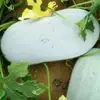 Sementes de Melão-de-Inverno Rasteiro Mini, de Maturação Precoce, Resistente a Doenças, Sementes de Melão-de-Inverno de Casca Preta, Adequado para Plantio o Ano Todo, Sementes de Hortaliças