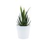 Set de Bonsái de Suculentas de Plástico Mini en Stock, Suculenta Artificial Creativa de Amazon, Flor Artificial Transfronteriza Planta en Maceta Pequeña