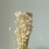 Flores de Mijo Conservadas Blancas, Flores de Mijo Secas, Venta al por Mayor desde Fabricante, Materiales para Uñas Hechas a Mano DIY