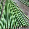 Bambú verde de alta montaña recién cortado tubos de bambú cañas de bambú arte floral decoración de bodas adornos de mesa para exteriores secciones cortas de bambú verde