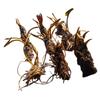 Planta hidropónica de nenúfar con envío directo, loto cultivado en agua durante todo el año, flor de loto en maceta, estanque de agua, nenúfar grande, raíz.
