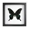 Mariposa Real, Especie Preciosa de Verano, Mariposa Rara con Alas Verdes Grandes, Adorno de Escritorio, Espécimen de Regalo, Pintura Decorativa, Marco de Fotos de Mariposa