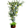 Decoração de Interior Rattan Girassol Girassol Artificial Flor Artificial Rattan Enrolado ao Redor Flor Artificial Pequena Vinha de Flores Margaridas Pequena Fresca