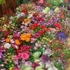 Nuevas semillas transfronterizas: Semillas de Flores Perennes Mixtas