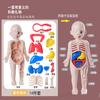 Modelo de Estructura de Órganos Humanos Transfronterizo Ensamblaje DIY STEAM Médico Juguetes de Ciencia y Educación para Niños de Educación Temprana Estudiantes de Primaria
