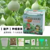 Plantas en Maceta Hechas a Mano para Niños Estudiantes de Primaria para Observar el Crecimiento de las Plantas Cultivo y Germinación DIY Mini Plantas Verdes en Maceta